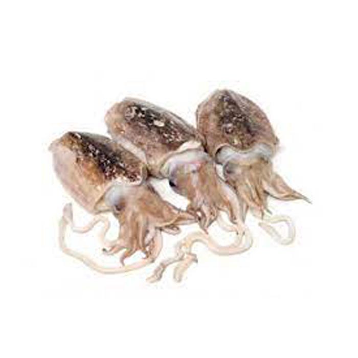 SEPPIA SPORCA KG.3 VASC.