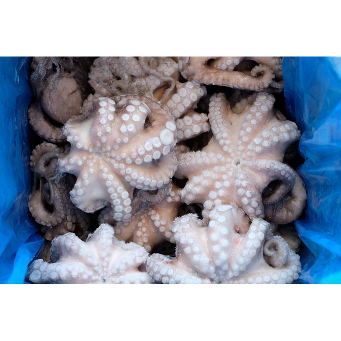 POLPO IQF T7 MAROCCO